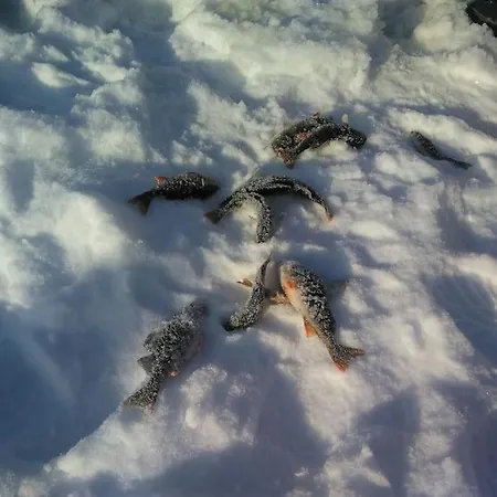 Luxury Aurora Glass Igloo, Hot Tub & Sauna Chalet *