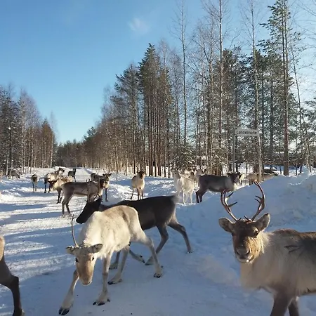 Luxury Aurora Glass Igloo, Hot Tub & Sauna * Rovaniemi
