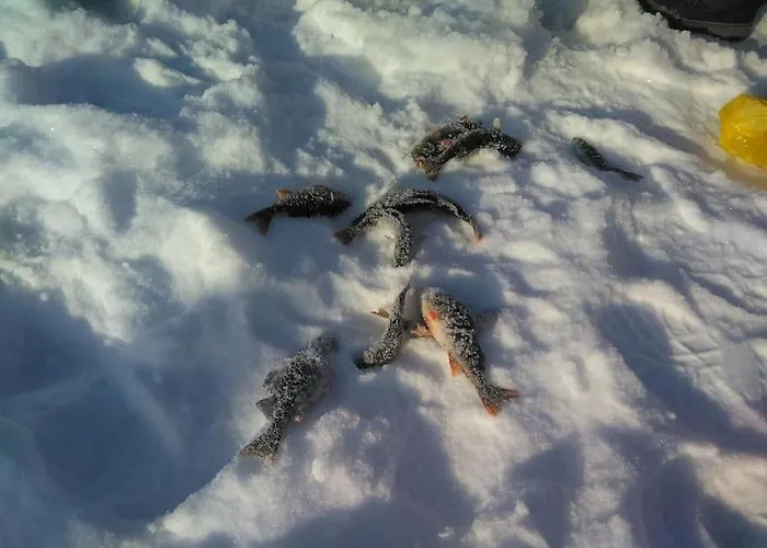 Luxury Aurora Glass Igloo, Hot Tub&sauna Chalet *