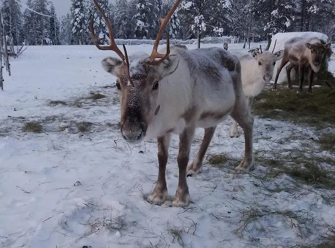 Luxury Aurora Glass Igloo, Hot Tub&sauna