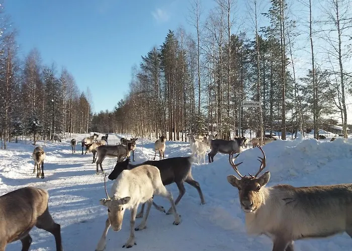 Luxury Aurora Glass Igloo, Hot Tub & Sauna * Rovaniemi